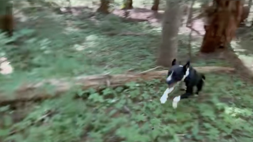 forest zoomies thumb