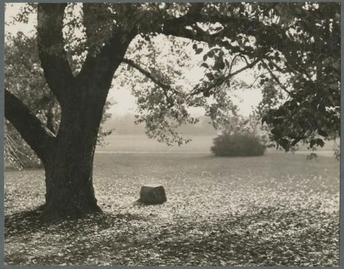 trysting tree thumbnail