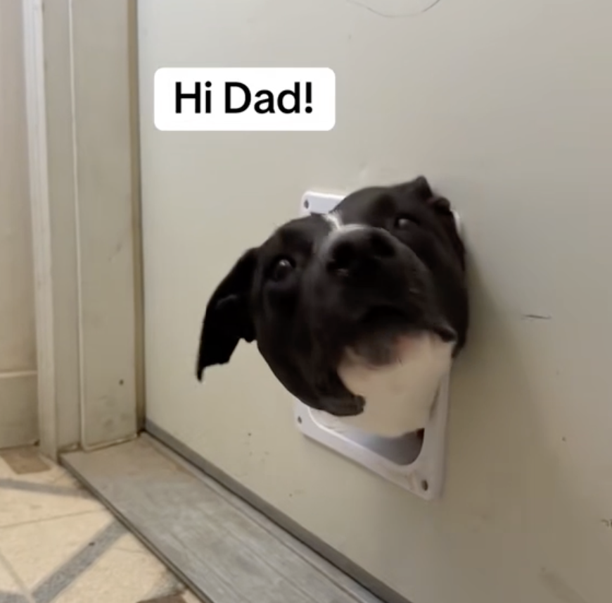 doggy door thumb