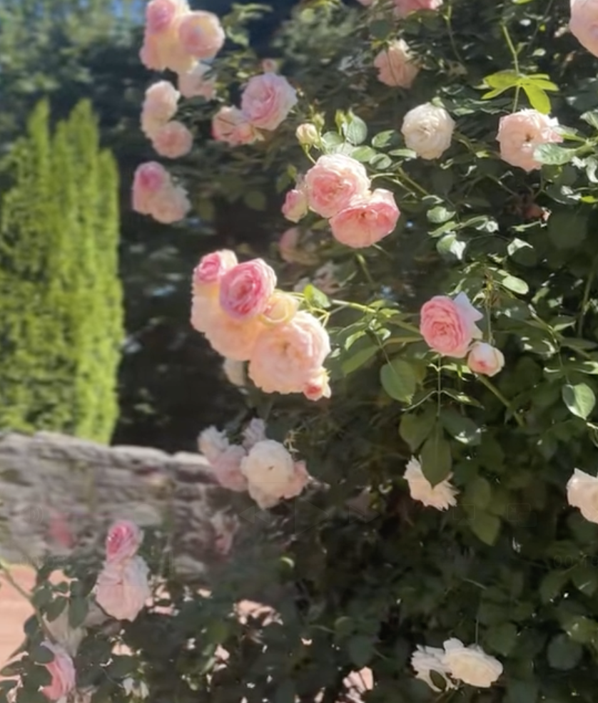 Rose Garden thumb