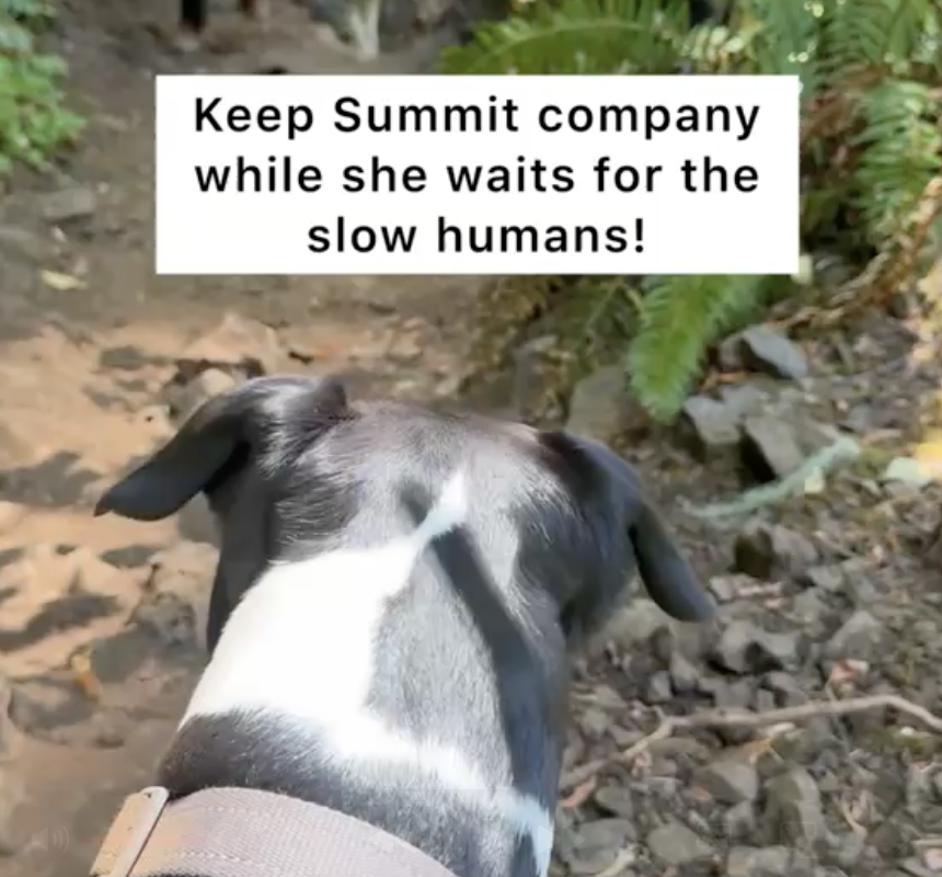 summit waits thumb